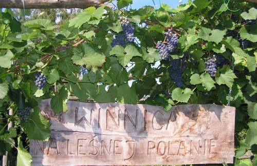 Winnica Na Leśnej Polanie - Foto 11