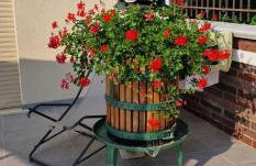 Monti d'aMare - Foto 21