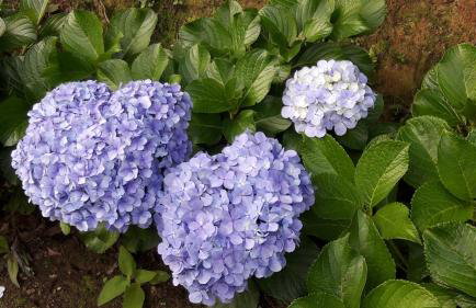 Toca - Bairro Serrano - Foto 69