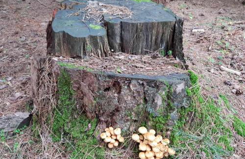 Pallas Casa - Photo 52