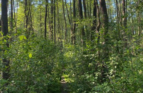 Zielono Mi! Dom przy Puszczy Kampinoskiej - Foto 43