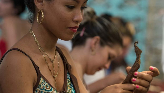 Tour do tabaco, do rum e do açúcar - Foto 2, Enrolando as folhas de tabaco