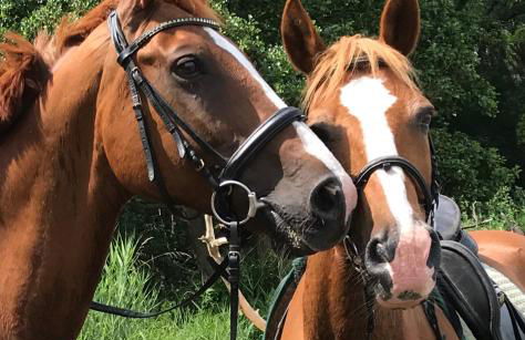 Ferienanlage Gutshaus Gramkow - Foto 13