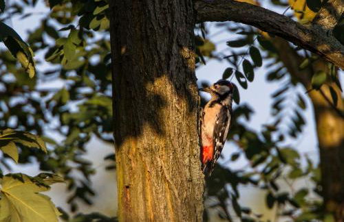 Ferienwohnung Maribell Jabel - Foto 23