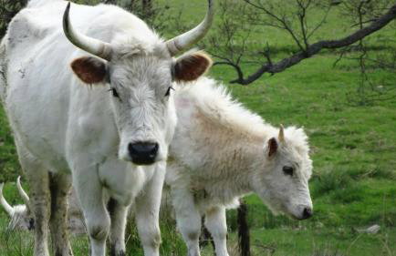 StoneLaw Cottage - Foto 10