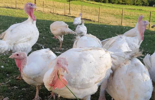 Am Hohestein - Foto 20