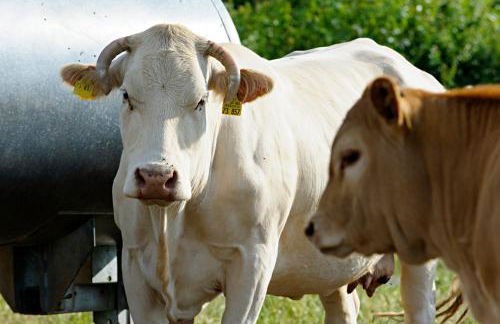 Nengshof Ferienhaus Gänseblümchen - Foto 33