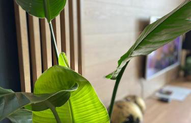 Apartamenty Termalne GREEN Apartment - Foto 22