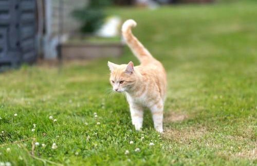 Ferienwohnung Eva - Foto 26