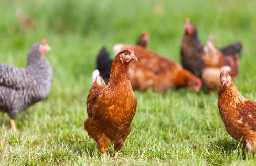 Ferienwohnungen Landgasthaus Janshen - Foto 35