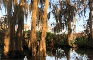 StargazerCaddo Lake Cabin with Kayaks - Foto 25