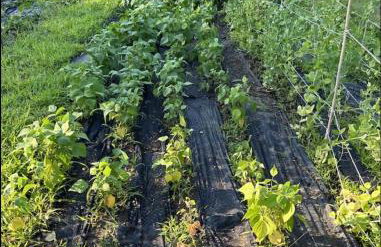 Private, Quiet Vermont Studio With Mountain Views - Foto 23