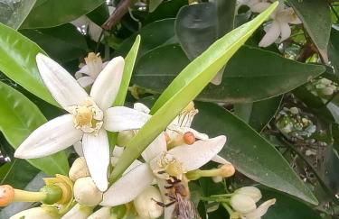 Spartan Antonis' house - Foto 28