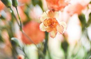 Woodleighton Cottages - Foto 25