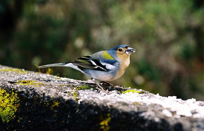 Madeira Lagos e Fontes Rabacal - Foto 8