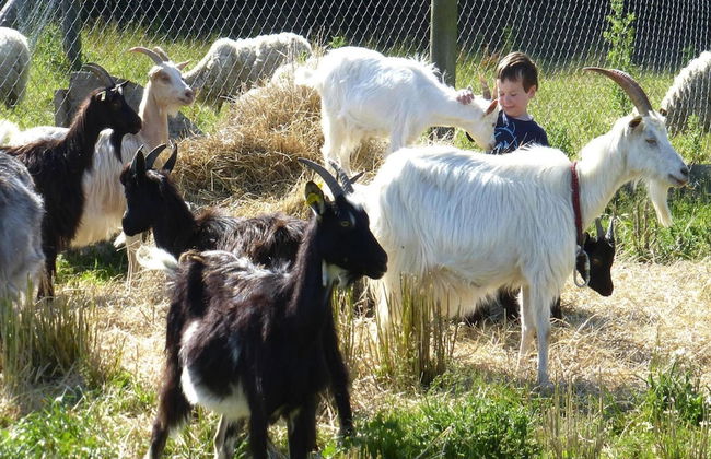 Manor Near Mont St. Michel and Contentin Beaches - Foto 17