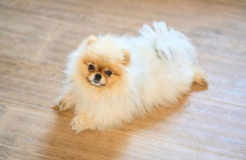 Appartement Alpine Affair - Foto 9