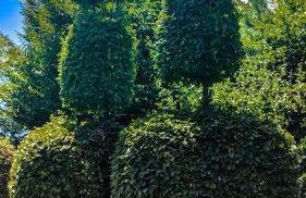 Apartment Franciska - Foto 4