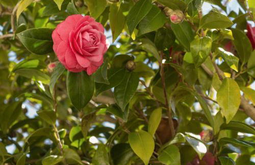 Casa Rústica - Foto 17