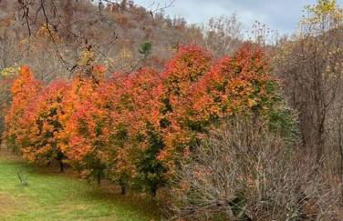 Serenity Views Retreat - Close to City and Parkway! - Foto 39