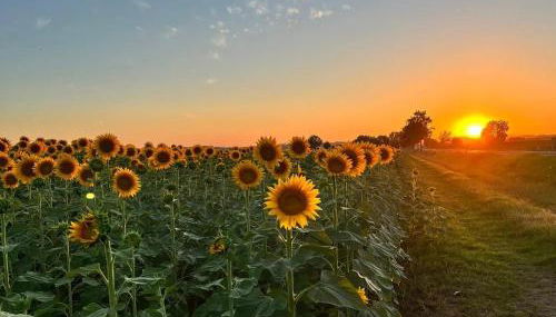 Casa dei Pini - Foto 3