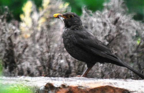 El Alojamiento Rural de Peter - Foto 51