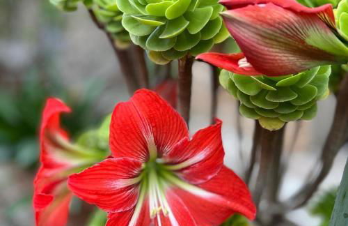 La casita de Olivia Espinaredo - Foto 64