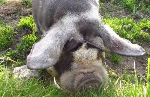 Byre Cottages & Log Cabin - Foto 45