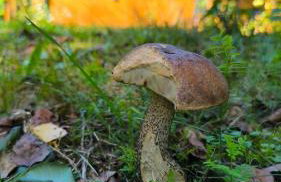 Las Lorien - wynajem domków letniskowych - Photo 10