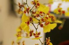 Recanto das Neves - Foto 16