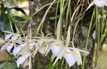 Jardim Secreto - Itaipava - Foto 6