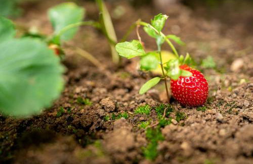 Cottage Pearl - Rural Holiday Experience by SeaPearl - Foto 15