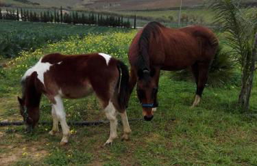 Segesta Antichi Sapori - Foto 80