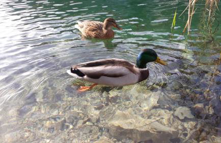 Vacation House Home, Plitvice Lakes National Park - Foto 32