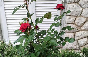 Apartman Mimi - Foto 48