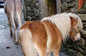 Casa do Caneiro - Foto 41