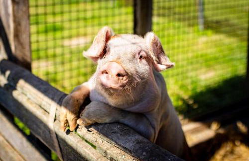 Waldblick Ferienhof Wolschendorf - Foto 16