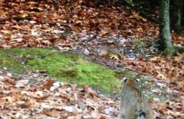 Alice Rocks - Pet Friendly, Firepit, WiFi - Foto 36