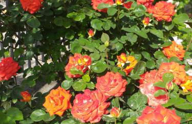 Agriturismo campagna in compagnia - Foto 36