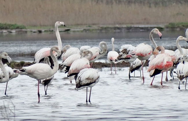 Apartments Princess Valdanos - Foto 53