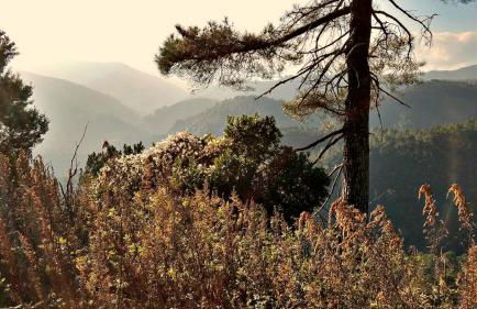 Mas Mialou - Foto 34