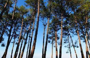 Maison à biscarrosse avec piscine et jacuzzi - Foto 17
