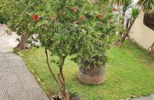 Villa Frantina - Foto 29