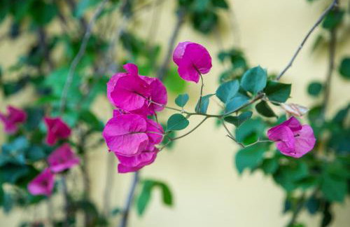 Agroktima Elia - Foto 67