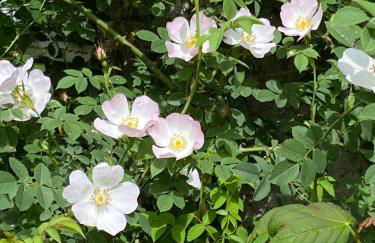 Moulin Grand, entire accommodation, 2br park river - Foto 45