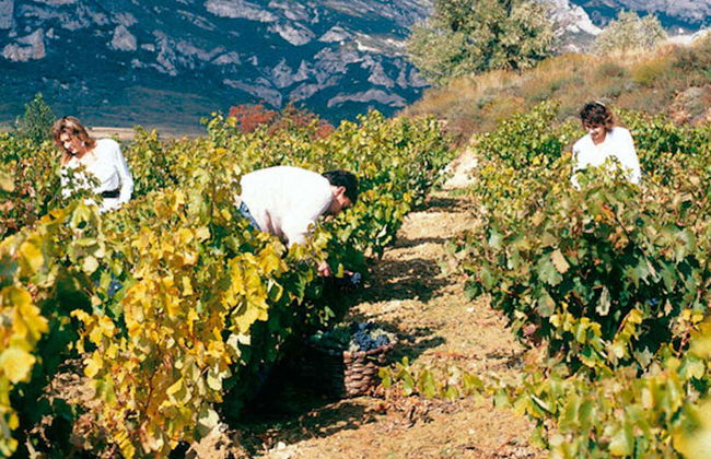 Visite du domaine viticole de Jilabá avec dégustation de vin - Photo 5