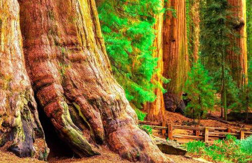 Sequoia Splendor, inside Kings Canyon NP by Visitors Center - Foto 34