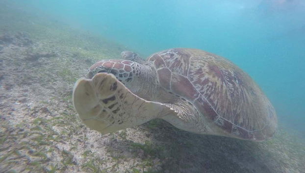 Una tartaruga intenta a nuotare
