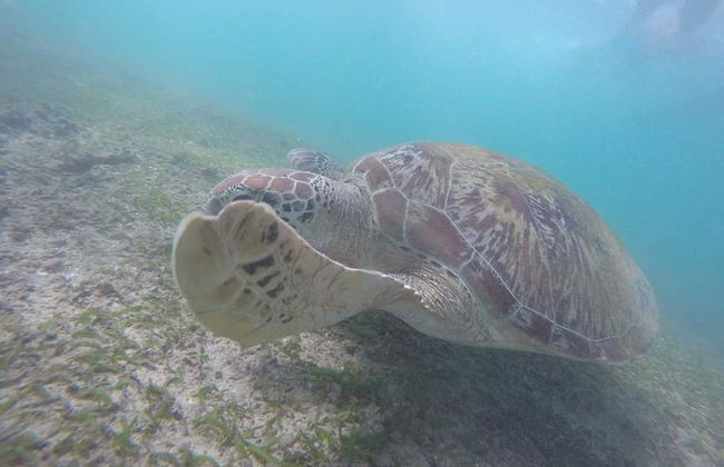 Snorkeling à Mirissa - Photo 4
