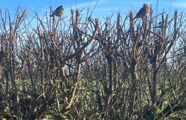 Minnie’s Cottage - Foto 35